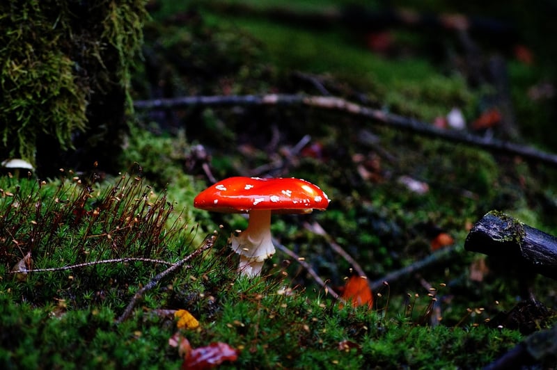Enchanted Narratives